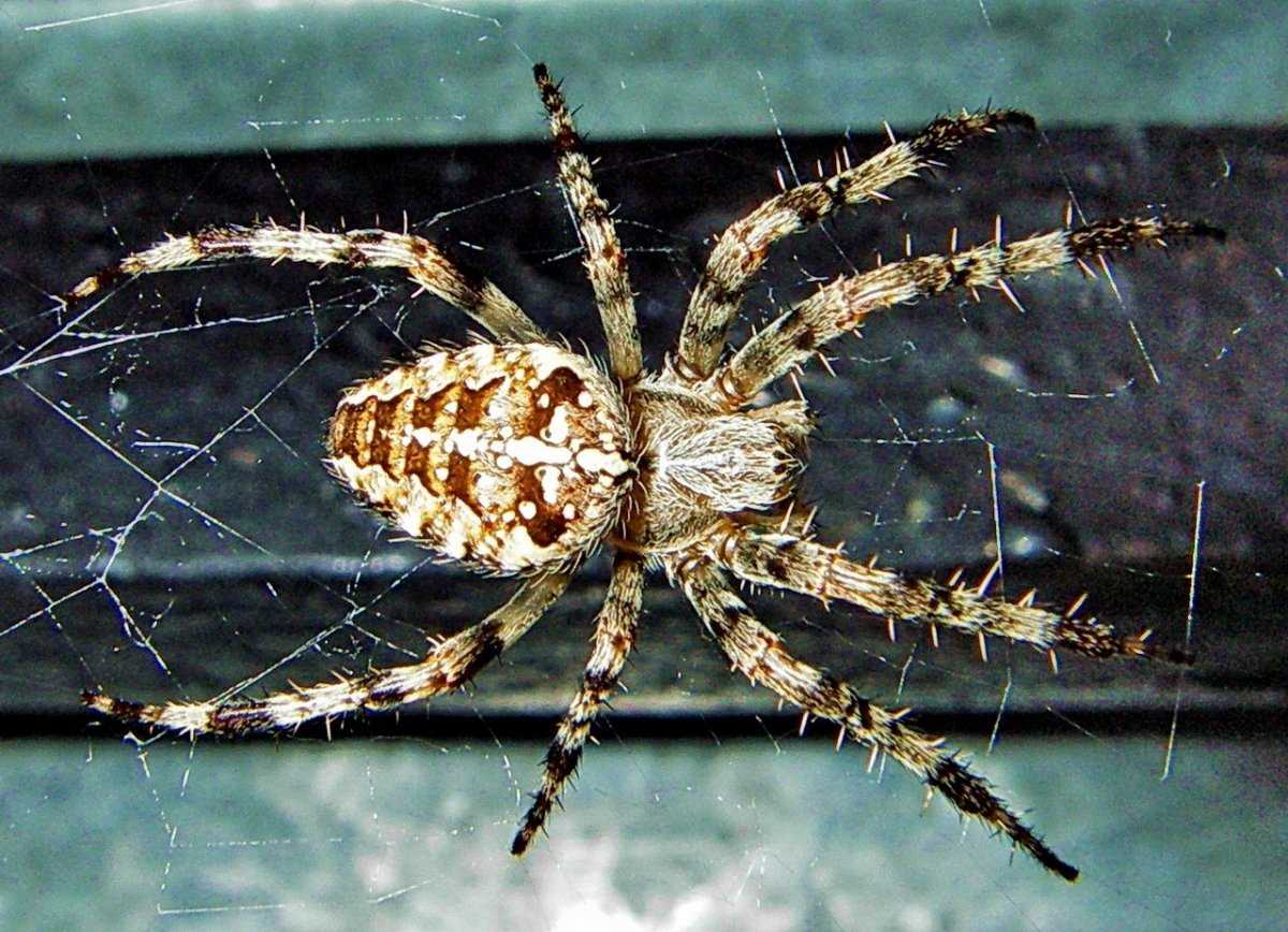 паук крестовик самка фото