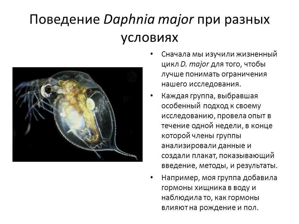 Дафнии (daphnia): внешний вид, жизненный цикл и рацион питания