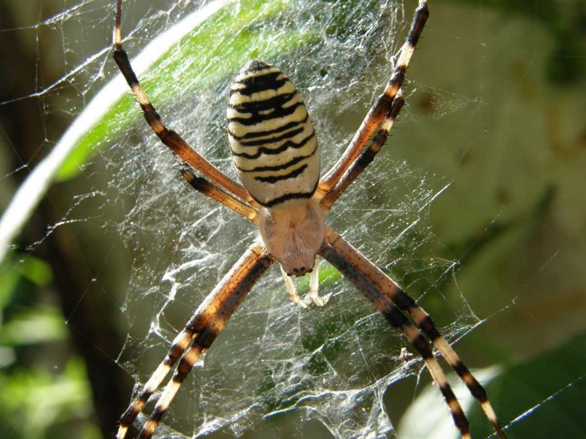 Аргиопа брюнниха (паук-оса, паук-зебра) - паукообразные животные, фото