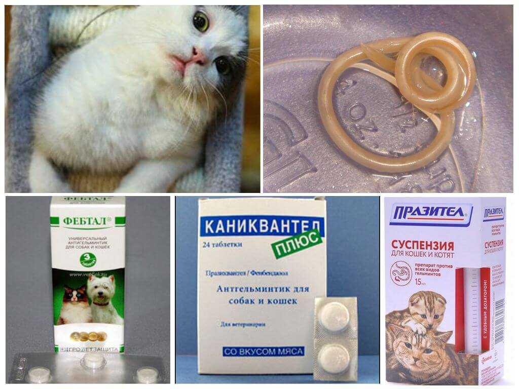 Вши у кошек: как выглядят, передаются ли человеку и чем лечить кота