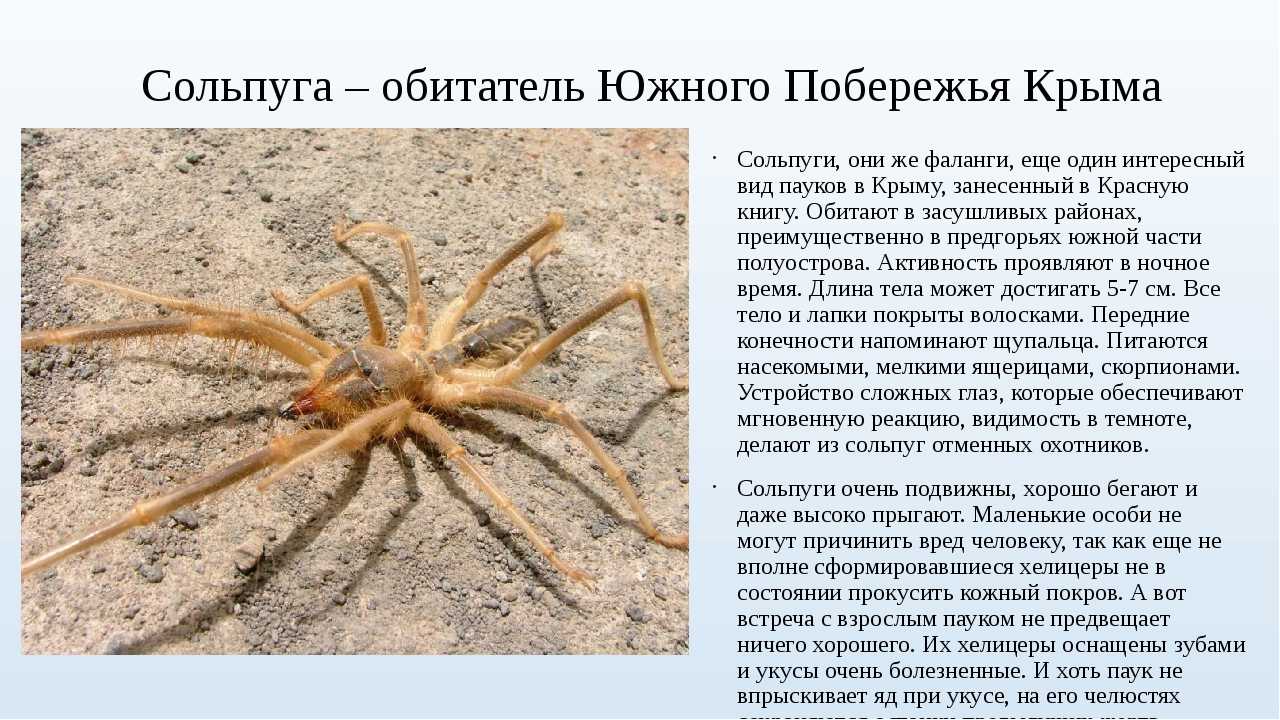 Опасные пауки Казахстана Основные ядовитые представители, обитающие в степях Казахстана Как нейтрализовать яд каракурта Кто такая сольпуга, другие названия сольпуги