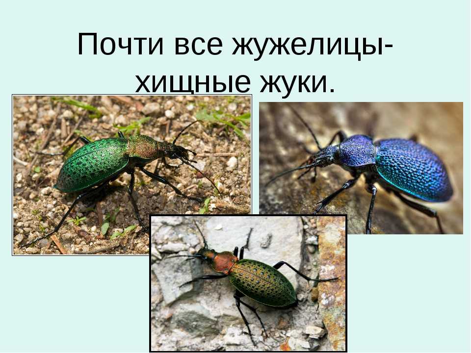 Жук голиаф (фото): как выглядит, где обитает, чем питается и интересные факты