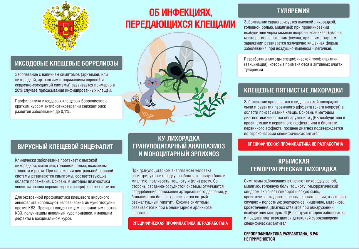 Энцефалит у собак: симптомы и лечение :: syl.ru