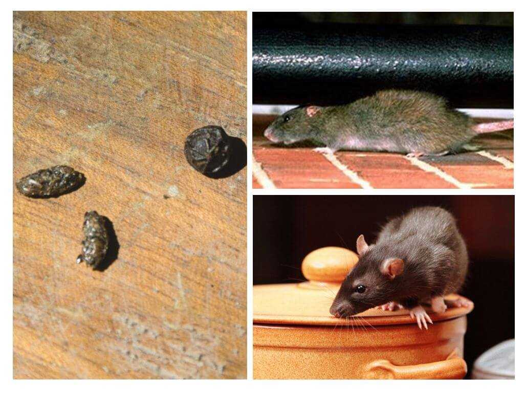 Описание принципа работы отпугивателя мышей и крыс