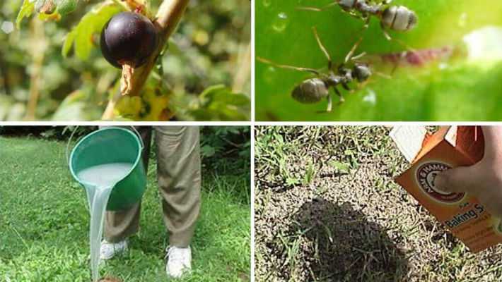 Пшено против муравьев: экологичный способ борьбы с насекомыми на дачном участке