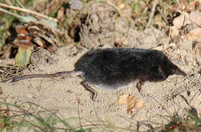 Чем отличается мышь от крысы - сходства и отличия грызунов, образ жизни, внешний вид, способы питания