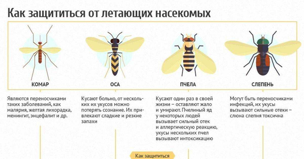 Как избежать укусов ос. Пчелы как защищаются от ОС. Пчела и Оса и Шмель и Шершень и слепень. Шмель пчела Оса Шершень укусы. Жалящие насекомые для дошкольников.