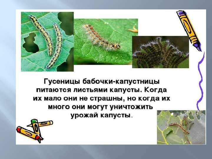 Гусеницы и бабочки: как избавиться, борьба, уничтожение