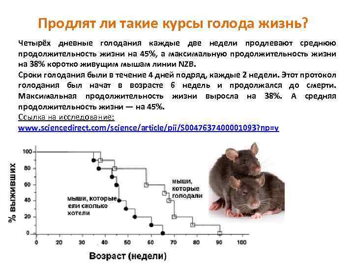 Сколько живут домашние крысы, какова продолжительность их жизни