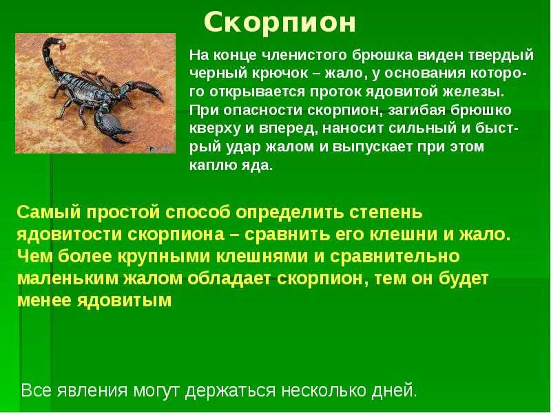 Реакции на ужаления насекомых - как проявляются и что делать?