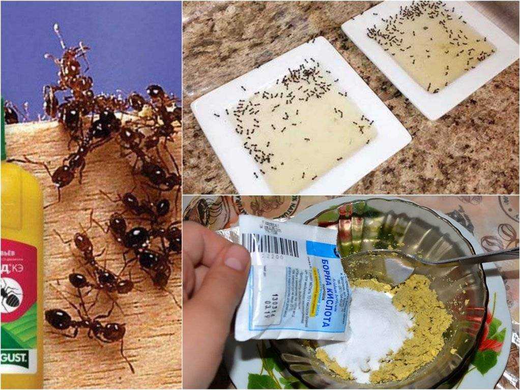 Лучшие способы борьбы с садовыми муравьями