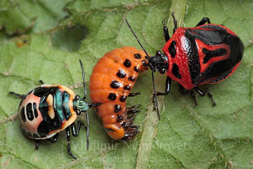 Фото личинки колорадского жука и личинки божьей коровки