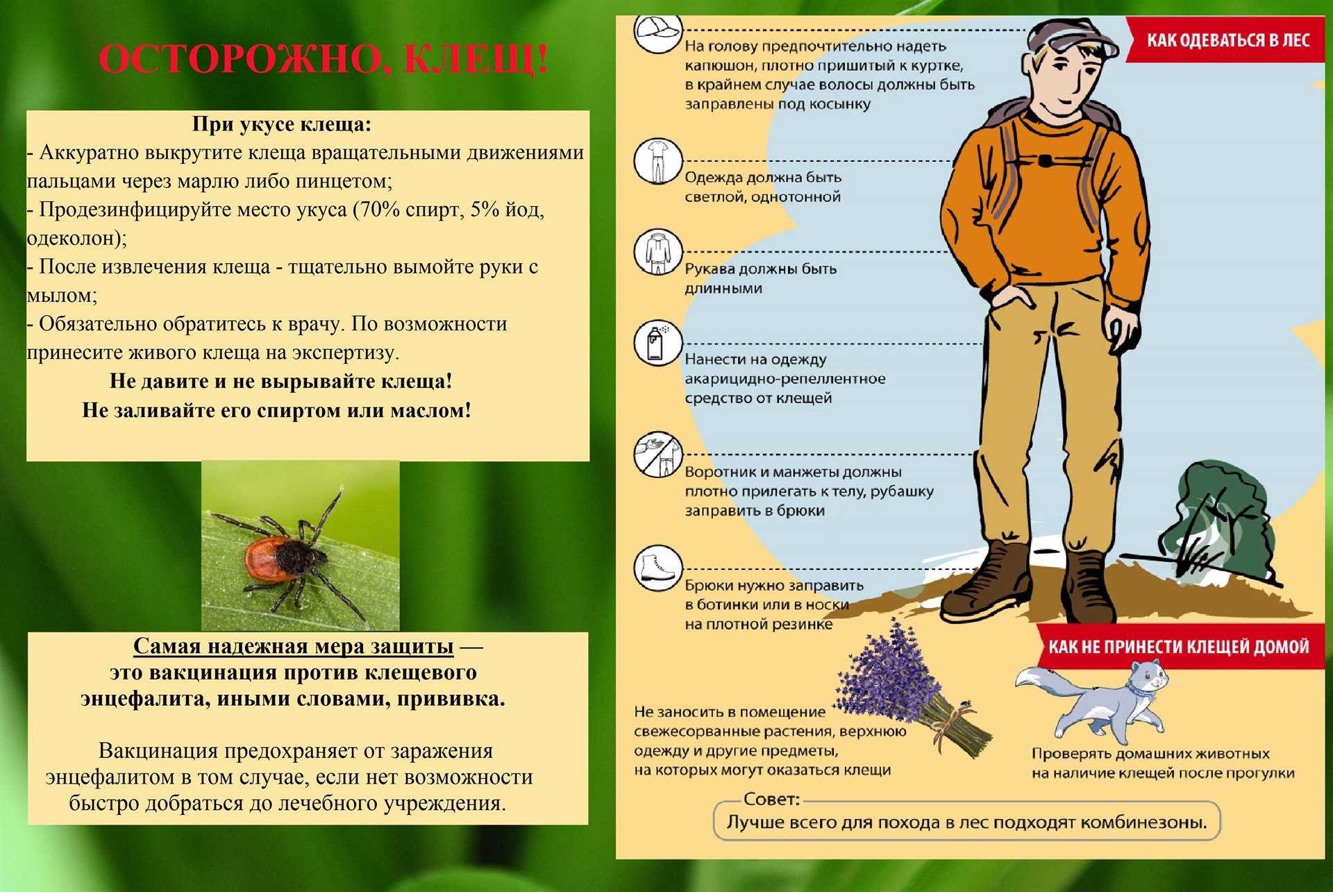 Сезон клещей