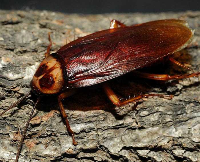 Американский таракан – космополит мира насекомых