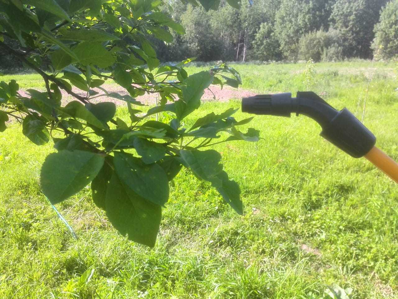 Как избавиться от тли на деревьях (яблоне, сливе, вишне): способы борьбы и народные средства