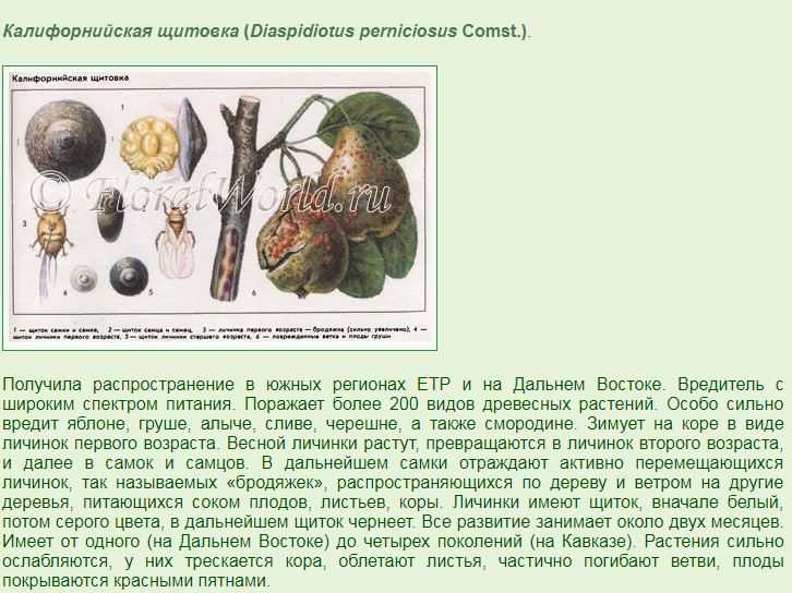 Как бороться с щитовкой на яблонях и комнатных растениях: лучшие средства и методы борьбы
