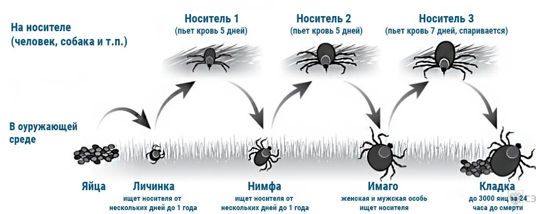 Клещ. клещ? клещ!!! | выживание в дикой природе