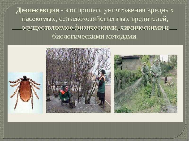 Самые опасные насекомые: незаметная угроза