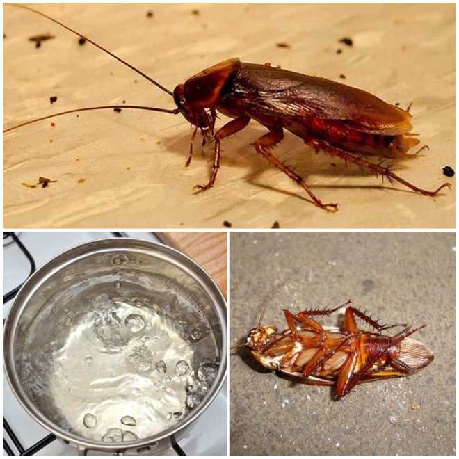 Чего боятся тараканы: запахи и народные средства в борьбе с вредителями в квартире