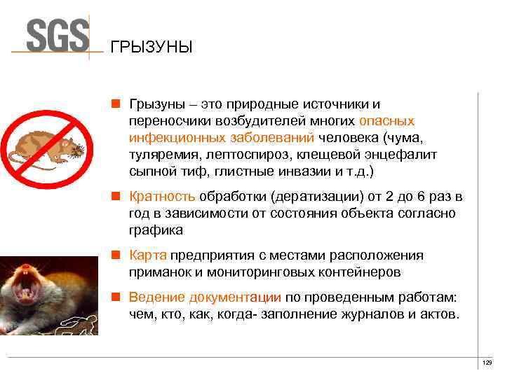 Укус мыши: насколько он опасен и что делать в первую очередь. | parnas42.ru