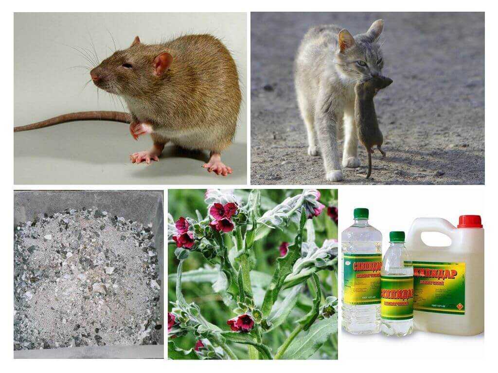Выбираем лучшие отпугиватели мышей и крыс 2022 года
