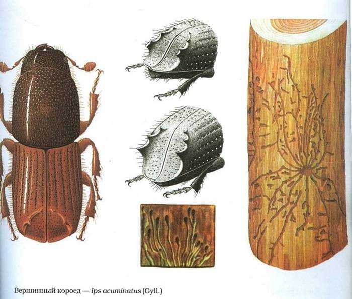 Ясеневая шпанка — привлекательный и опасный жук