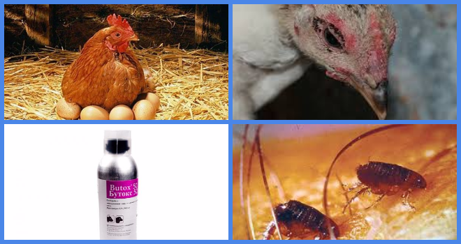 Куриные блохи: как избавиться от паразитов народными средствами и химией?
