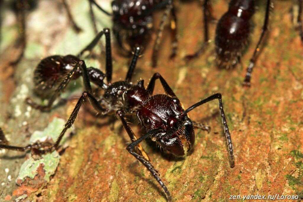 Укус муравья пули
