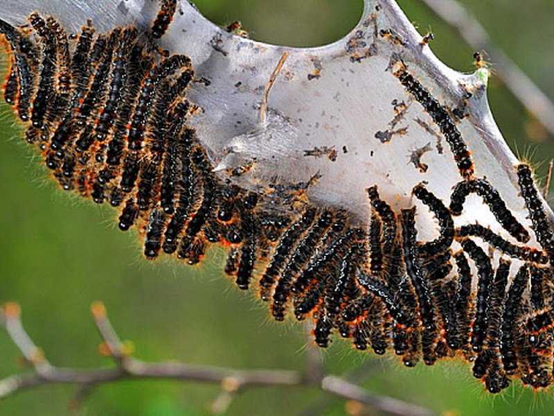 Шелкопряд гусеница фото как избавиться в домашних условиях