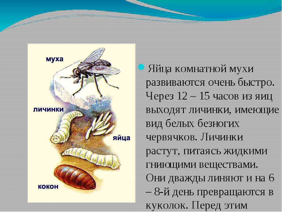 Жизненный цикл мух, размножение, личинки и прочее... / как избавится от насекомых в квартире