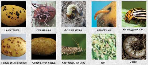 Картофельная моль: как избавиться, меры борьбы, средства