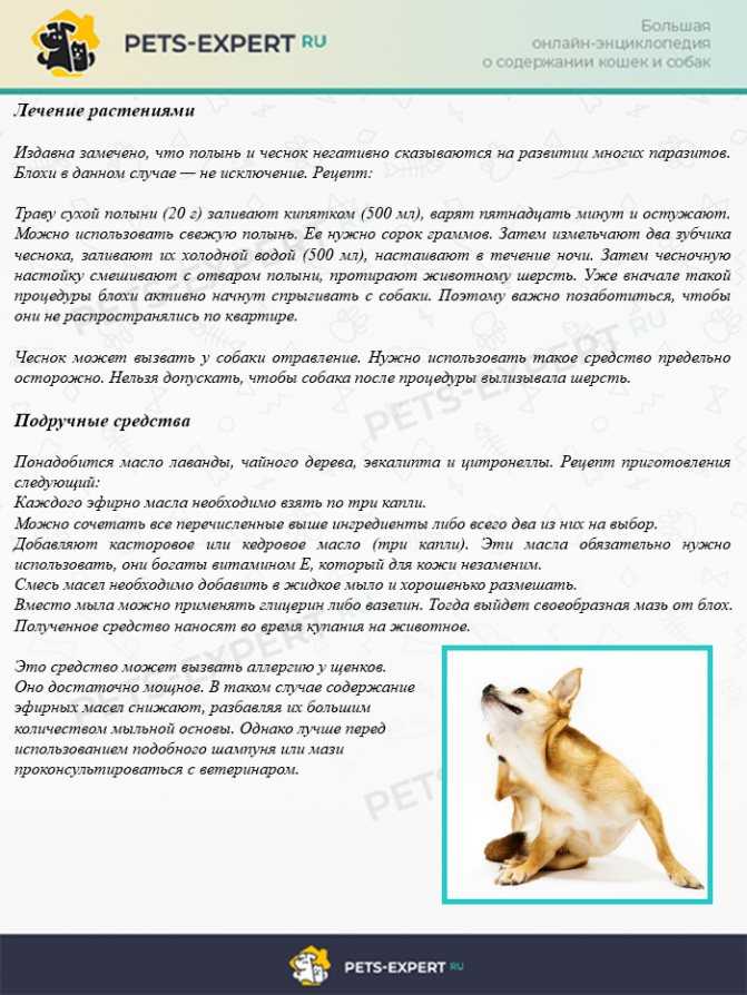Собака чешется: почему, если нет блох, опасно ли, что делать