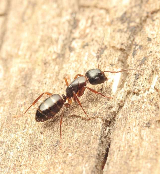 Camponotus herculeanus sachalinensis (муравей-древоточец Сахалинский)