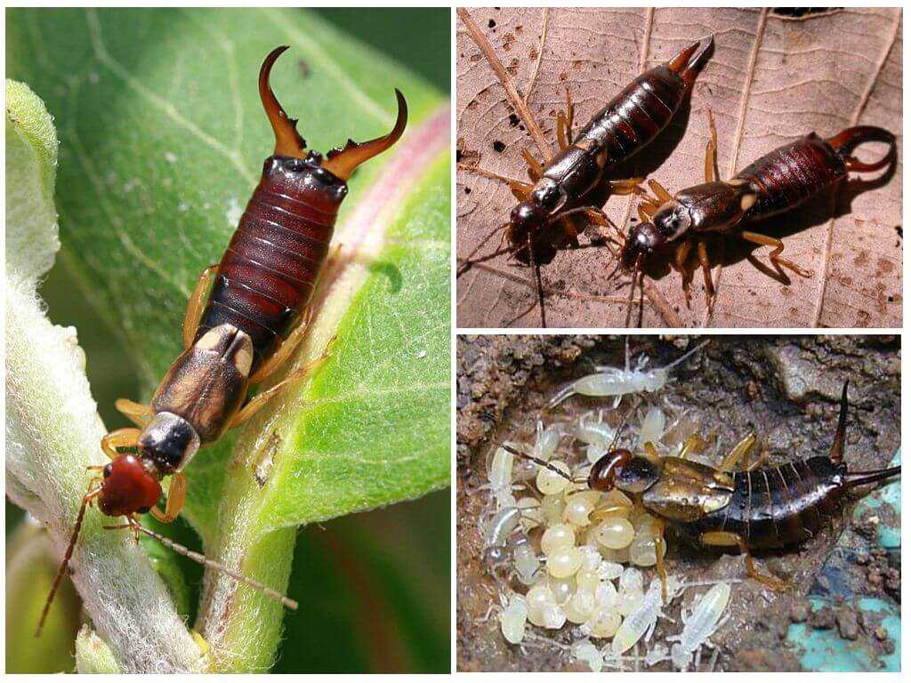 Двухвостки - фото и описание насекомого, опасны ли для человека