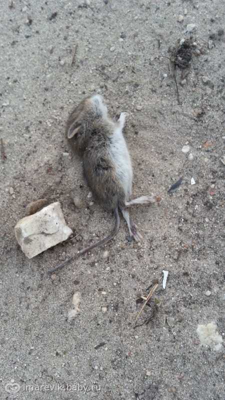 Как бороться с земляными крысами на огороде или дачном участке?