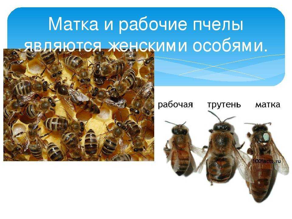 Сколько живет рабочая пчела. Пчела матка трутень. Матка и рабочая пчела. Трутень и рабочая пчела. Пчелиная матка трутень и рабочая пчела.