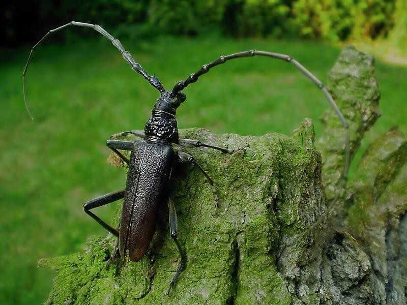 Жук дровосек. описание, особенности, виды и среда обитания жука дровосека