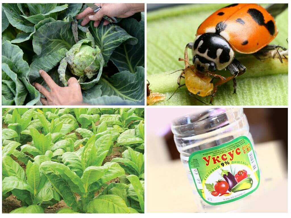 Народные рецепты против насекомых — вредителей растений