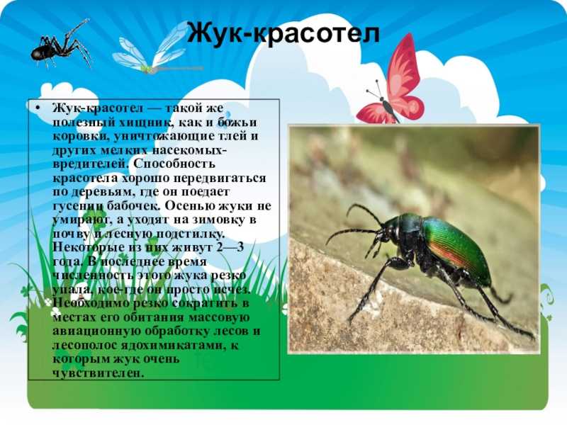 Шелкопряды. описание, фото, виды. производство шелка