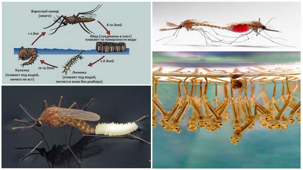 Описание разновидностей комаров, их повадки, образ жизни и среда обитания Зачем комары пьют кровь Могут ли кровососущие комары быть опасными для человека