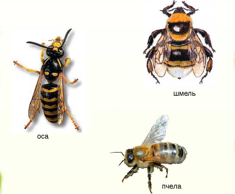 Оса и пчела различия картинки для детей