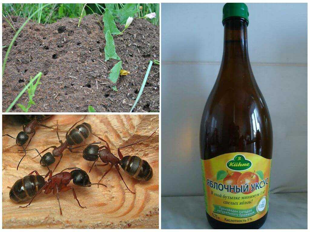 Способы избавления от муравьев в доме, в огороде и в саду.