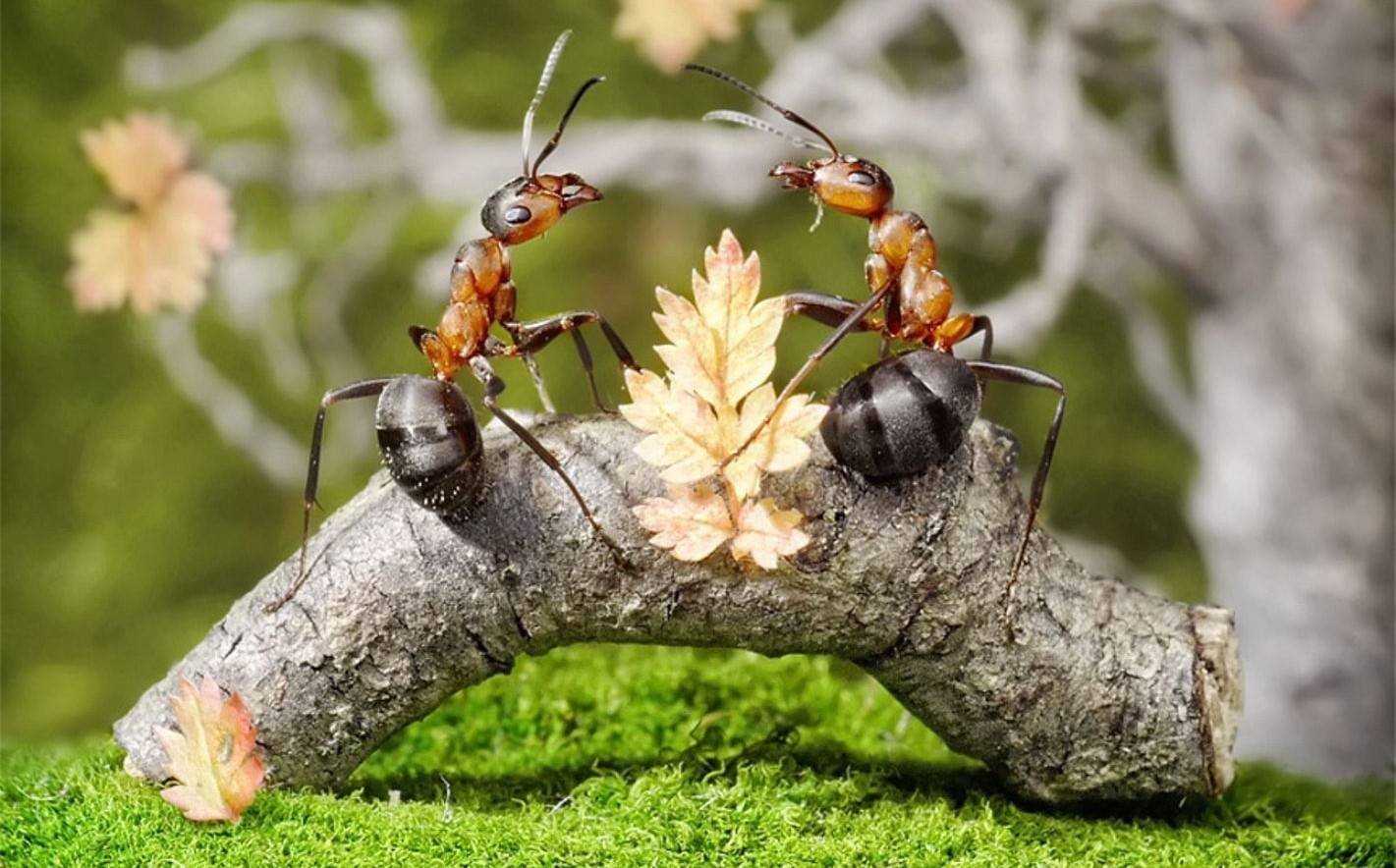 Жизнь муравьев в муравейнике