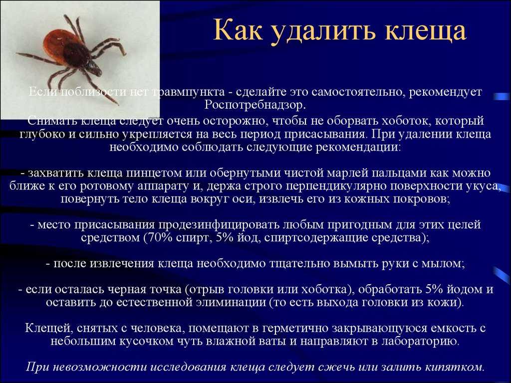 Удаление клеща в картинках