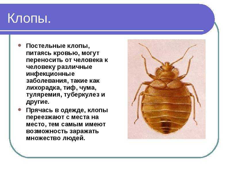 Описание всех видов клопов — фото и особенности. виды клопов: насколько разнообразны эти насекомые