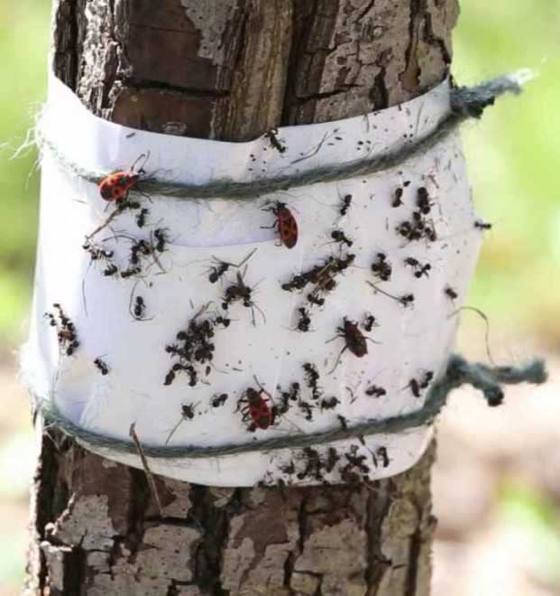 Как избавиться от муравьев на вишне или черешне