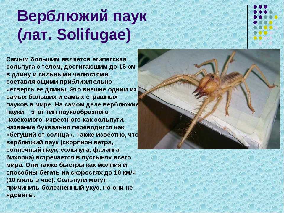 Чем опасны пауки? каких ядовитых пауков можно встретить в россии? самые опасные пауки в россии – список, описание, где водятся, чем опасны, фото и видео