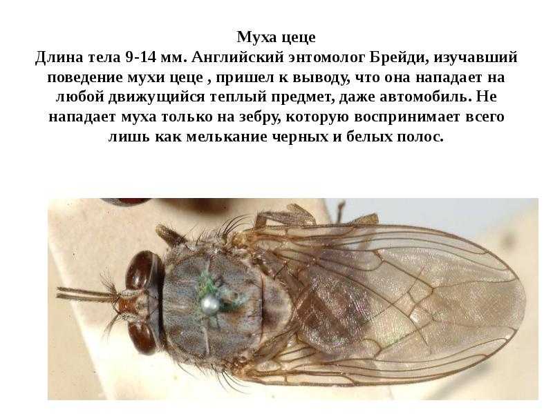 Плохо муха