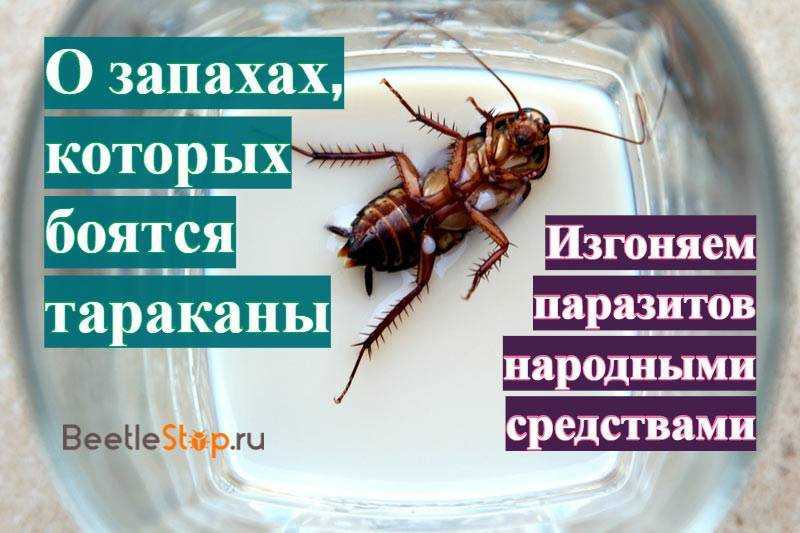 Чего боятся тараканы: борьба с насекомыми в квартире