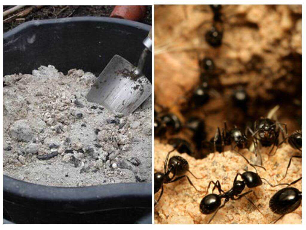 Какими способами можно избавиться от муравьев на участке навсегда